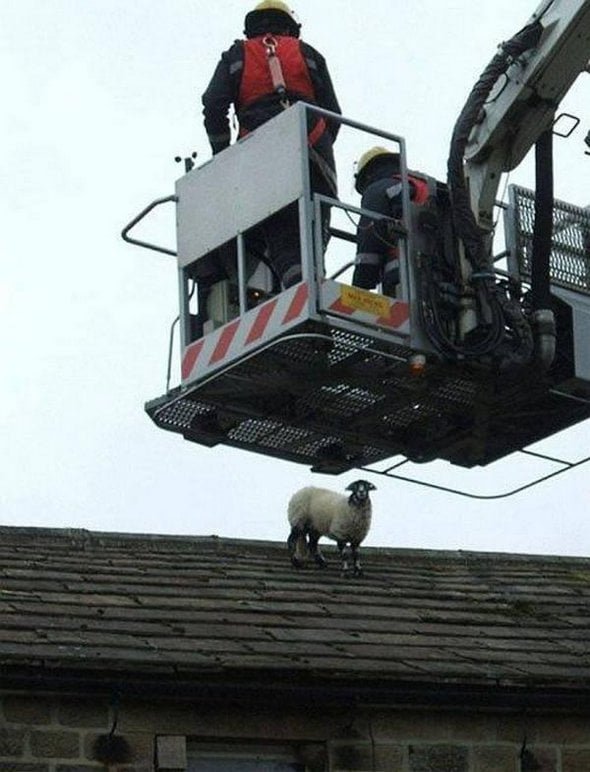 Funny Sheep Got Stuck Animals