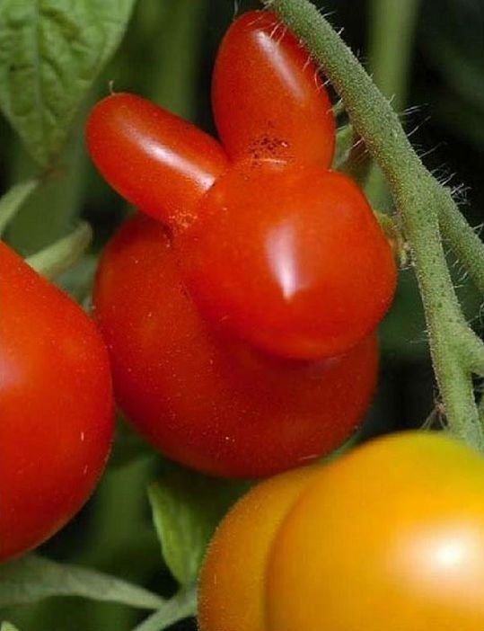 tomato looks like bunny