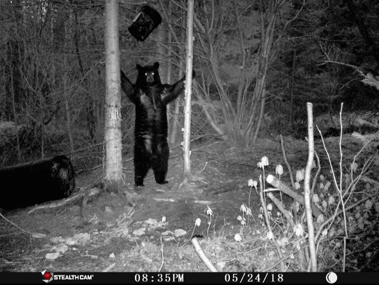 Wildlife Trail Cam Photos Hilarious bear
