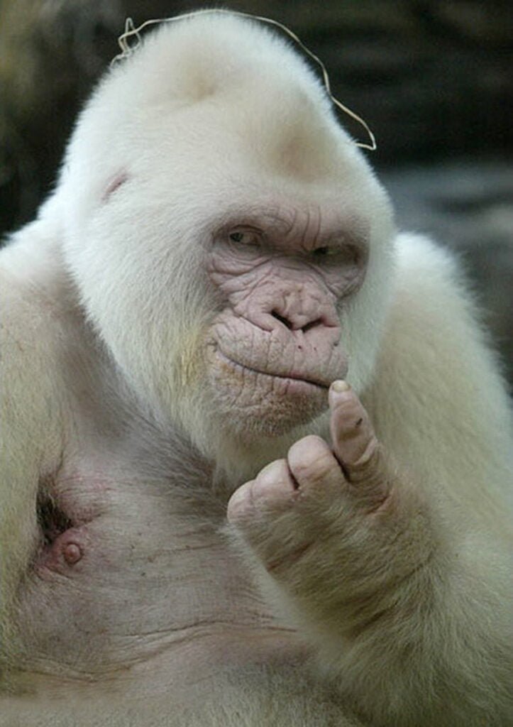 Ridiculously Photogenic White Gorilla