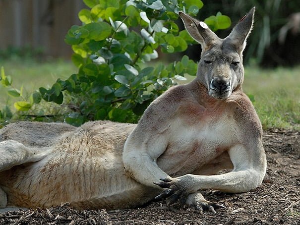 Kangaroo Poses For The Camera