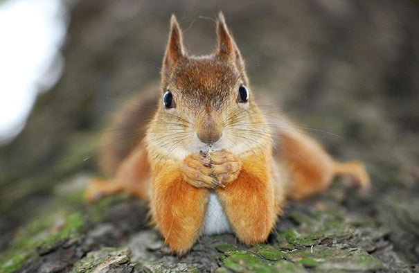 Squirrel Poses For The Camera