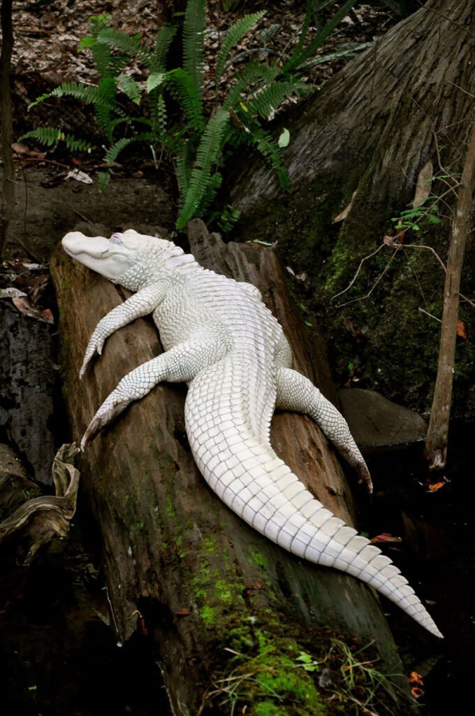 Rare Albino alligator