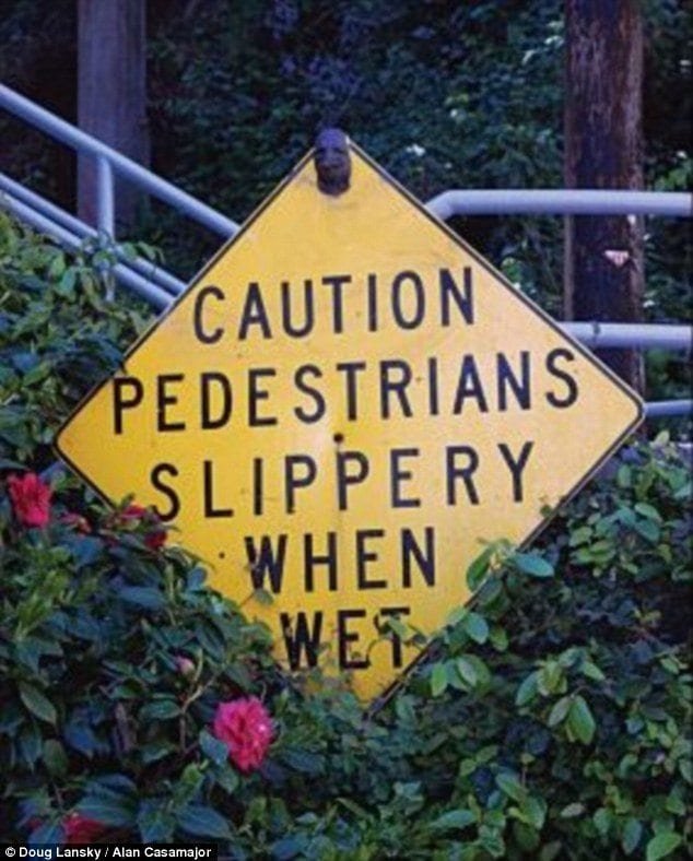 Funny grammar spelling fail caution pedestrians slippery when wet