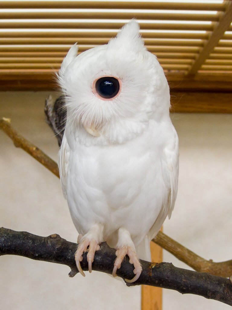 Rare Albino owl