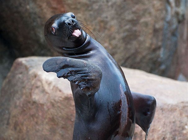 Non Photogenic Animals Funny Seal