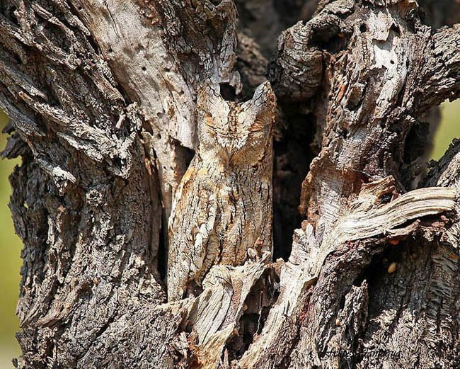 camouflaged owl - find the hidden animal photo riddle