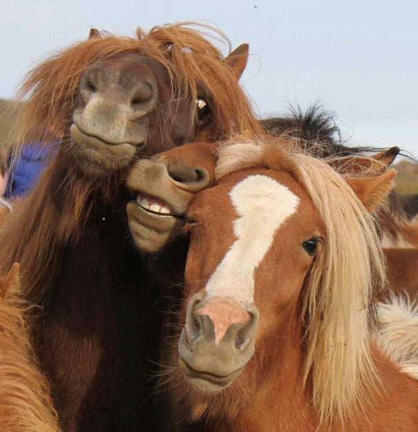 Funny Animals Selfies Horses