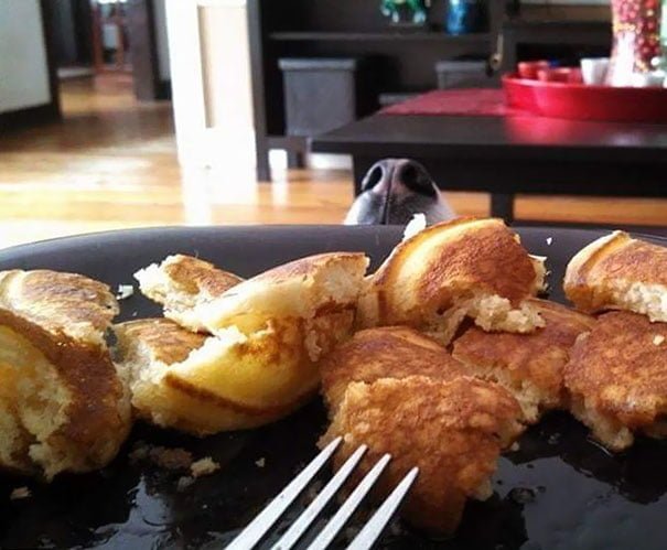 Funny Dog Begs For Food