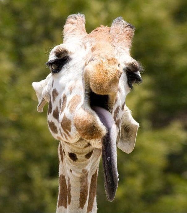 Non Photogenic Animals Funny Giraffe Tongue Out