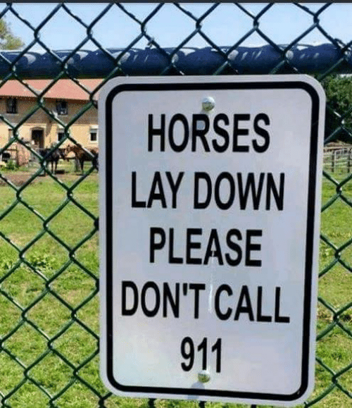 Funny Yard Sign horses lay down please don't call 911
