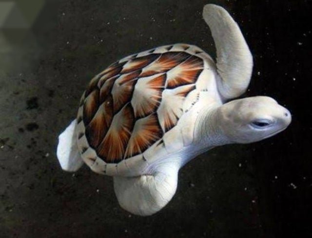 Interesting Fact albino turtle