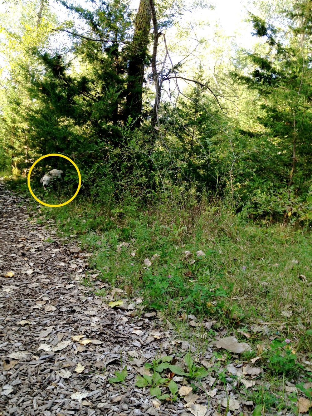 Can You Spot The Hidden Dogs In These 20 Photos? - Bouncy Mustard