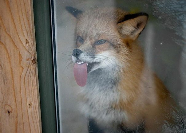 Non Photogenic Animals Funny Fox