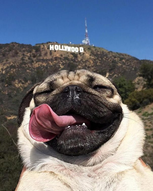 Funny Animals Selfies Pug Hollywood