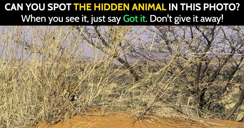 Find The Hidden Animal Riddle Camouflage Photo