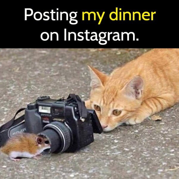 Posting my dinner on Instagram.