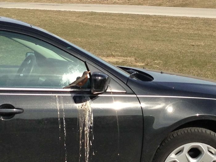 funny birds being jerks shit on car