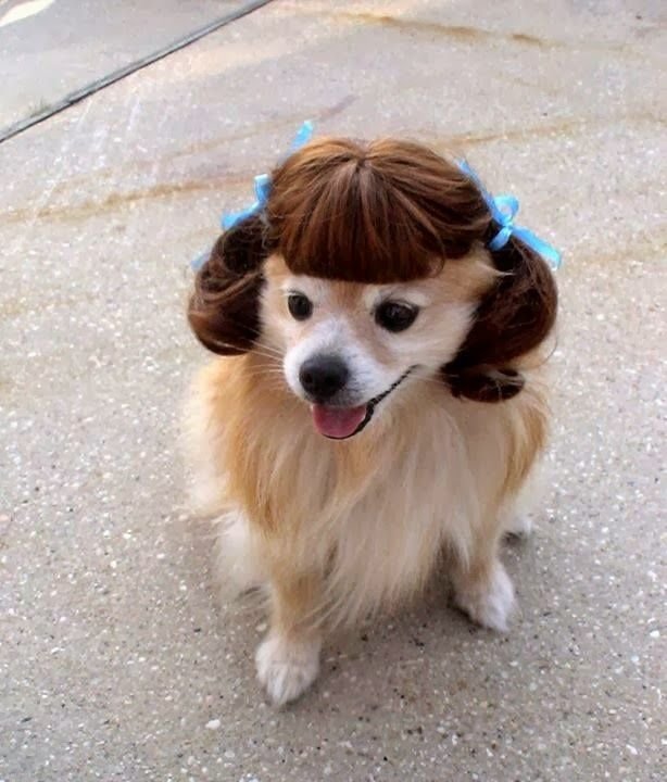 25 Funny Photos Of Dogs Wearing Wigs That Will Make You Chuckle Bouncy ...