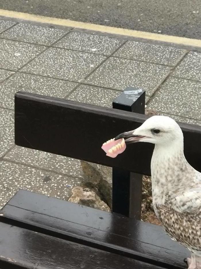 funny birds being jerks seagull steals teeth