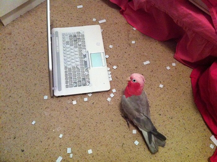 funny birds being jerks bird destroys laptop