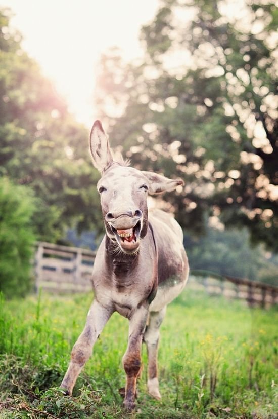 Funny Silly Donkey Laughing