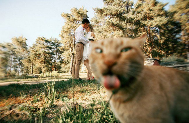Funny Cats Photobomb