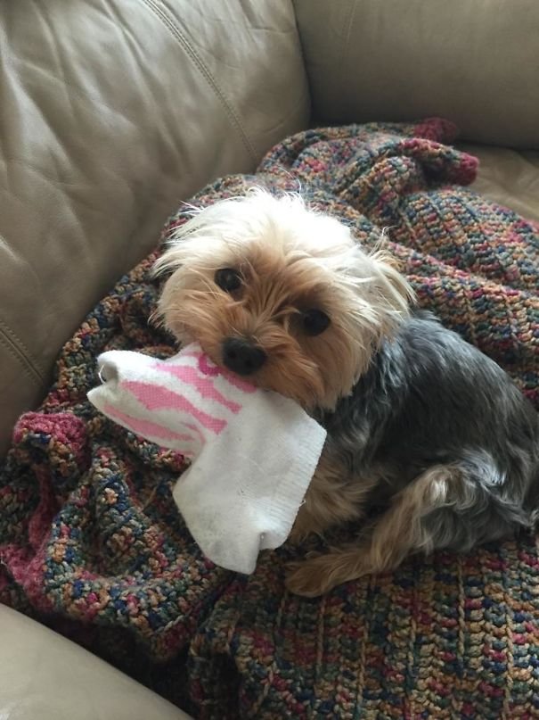 Funny animal thieves dog steals sock