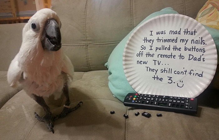 funny birds being jerks parrot