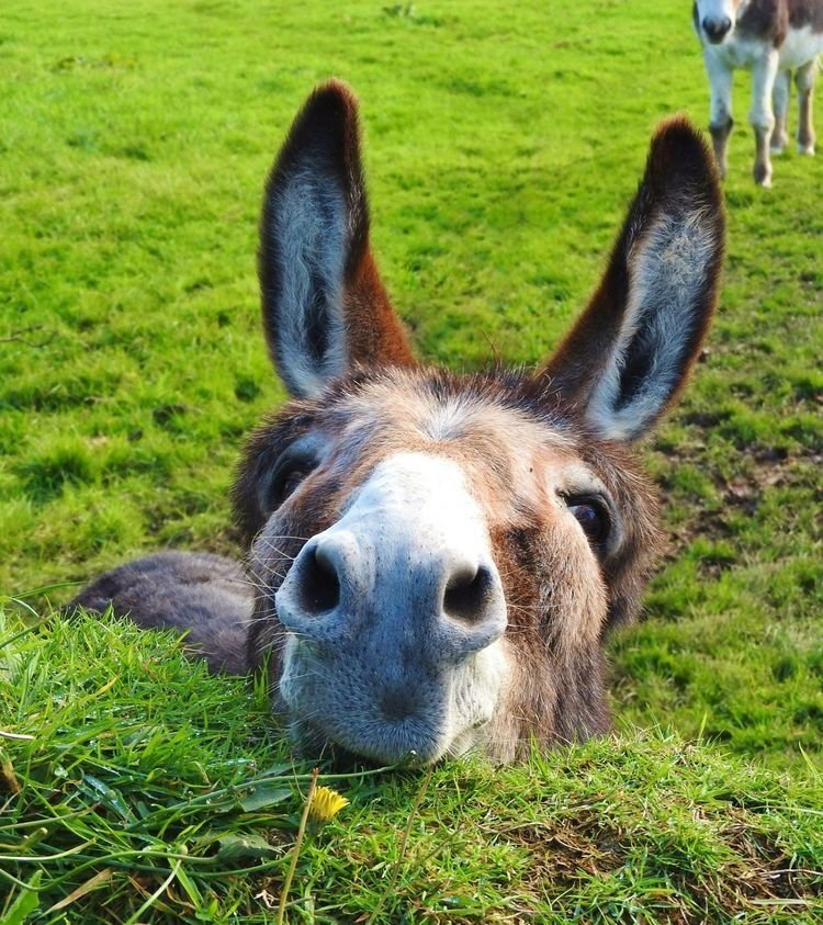 Funny Silly Donkey Laughing