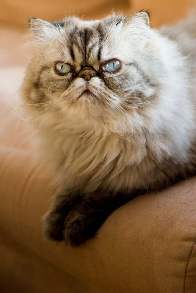 Cat Grumpy Face