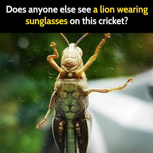 Funny meme June I may be high, but I see a lion wearing sunglasses on this cricket.