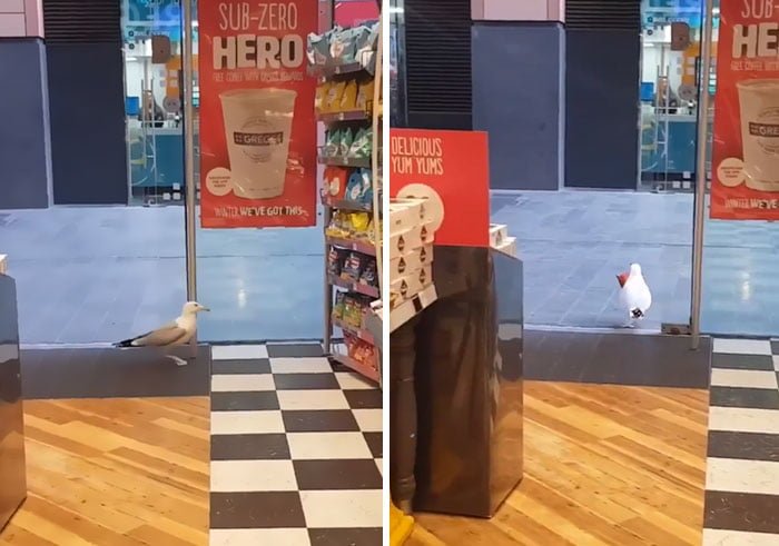 funny birds being jerks seagull shoplifts