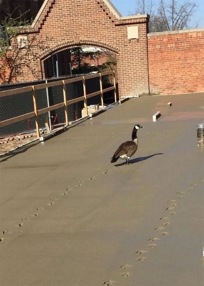 funny birds being jerks duck walks through wet cement