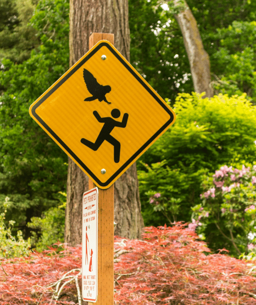 Funny Sign owl attack