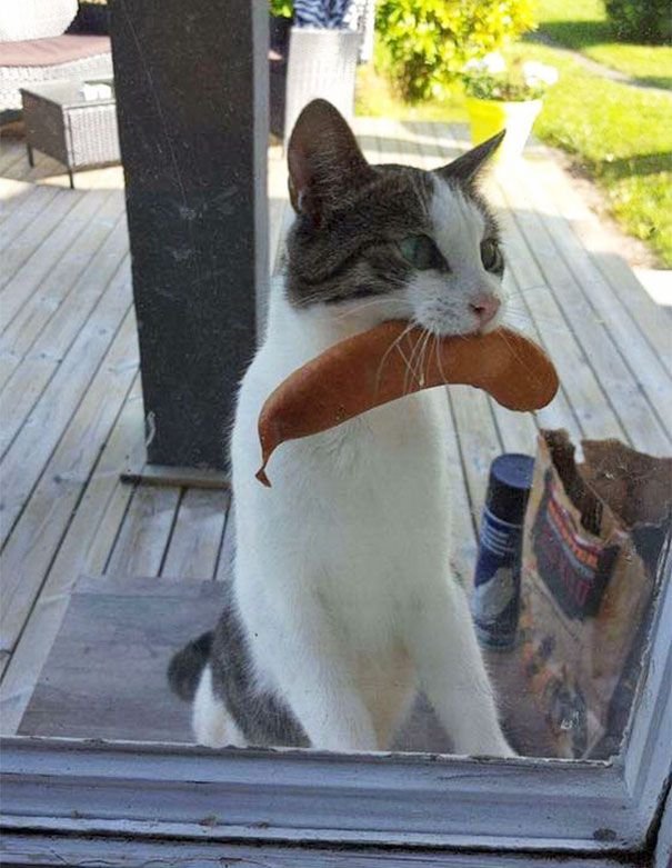 Funny animal thieves cat steals sausage
