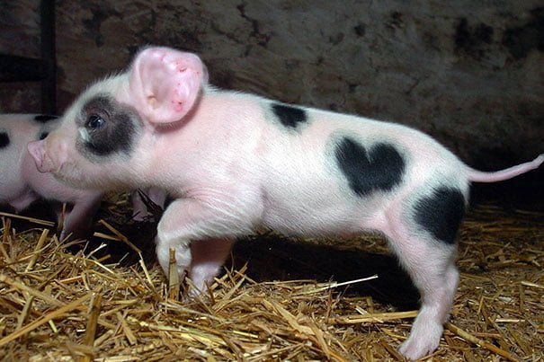 Animals Unusual Fur Marking Piglet Heart