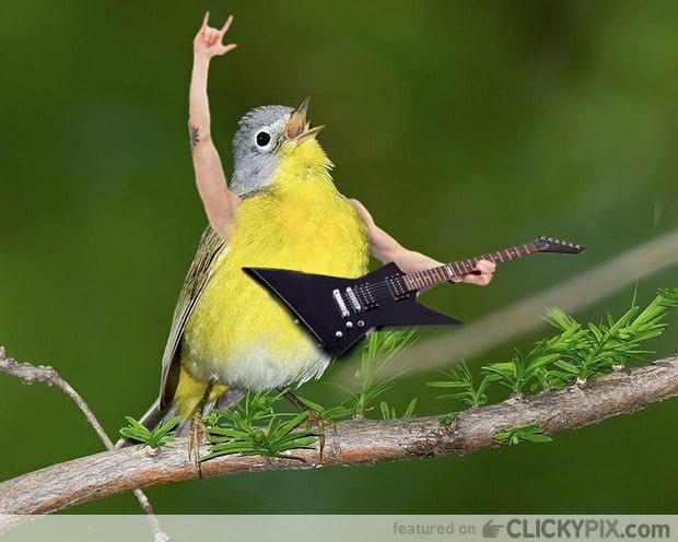 Funny bird with hands
