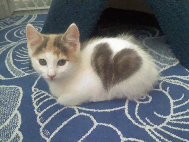 Animals Unusual Fur Marking Cat Heart