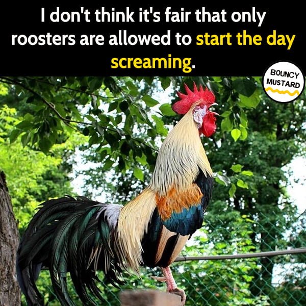 Funny meme June I don't think it's fair that only roosters are allowed to start the day screaming.