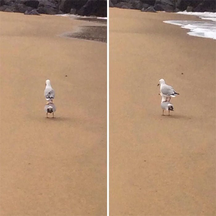 funny birds being jerks seagull