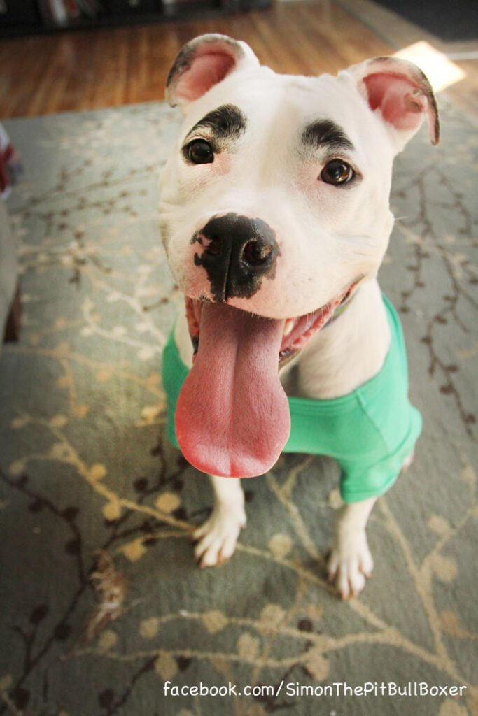 Animals Unusual Fur Marking Dog Eyebrows