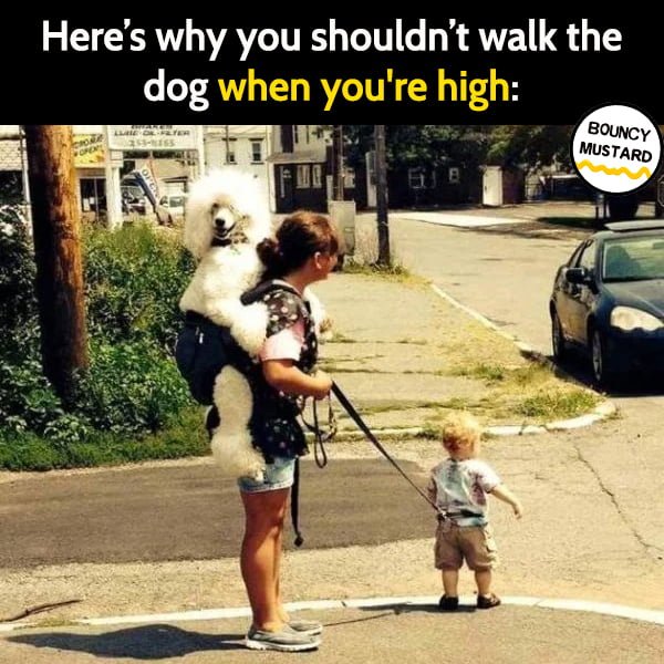 Funny meme June Walking the dog when you're high:
