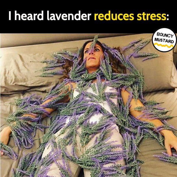 Funny meme June I heard lavender reduces stress: