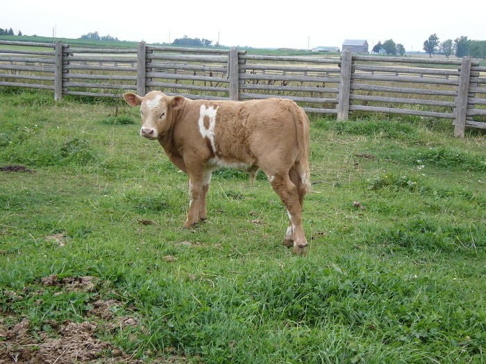 Animals Unusual Fur Marking Cow Number Nine