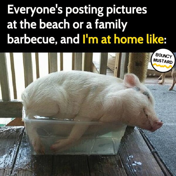 Funny random memes June Everyone's posting pictures at the beach or a family barbecue, and I'm at home like: pig bath