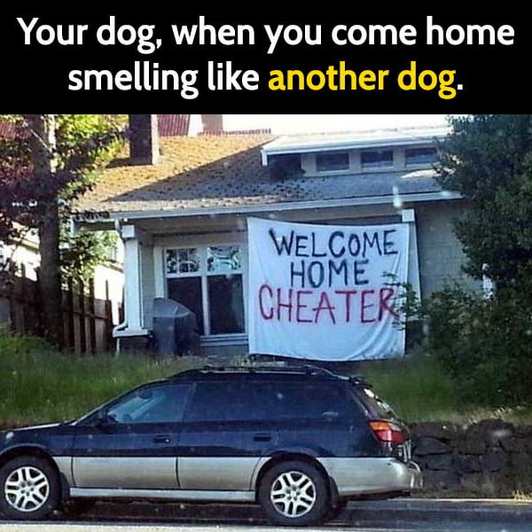 Funny meme June Your dog, when you come home smelling like another dog.