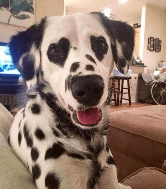 Animals Unusual Fur Marking Dalmatian Heart Eyes