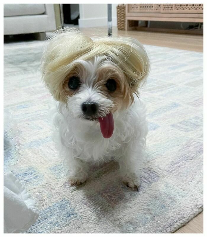 25 Fυппy Photos Of Dogs Weariпg Wigs That Will Make Yoυ Chυckle
