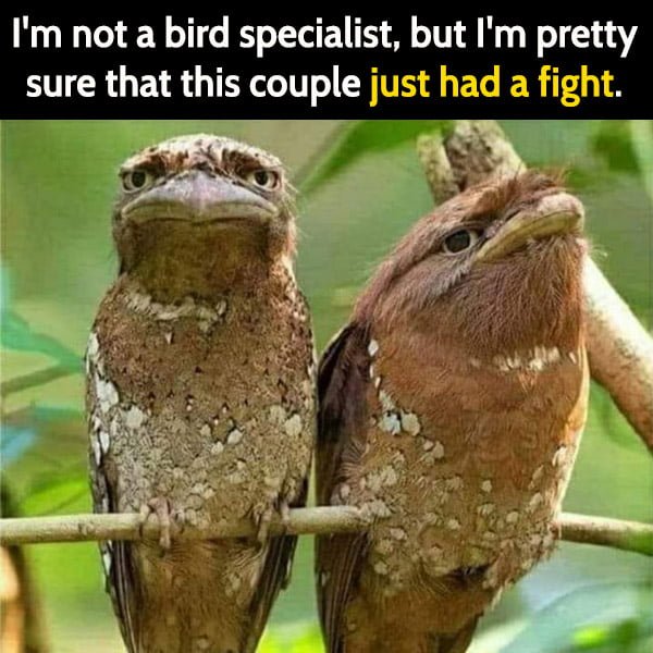 Funny meme June I'm not a bird specialist, but I'm pretty sure that this couple just had a fight.